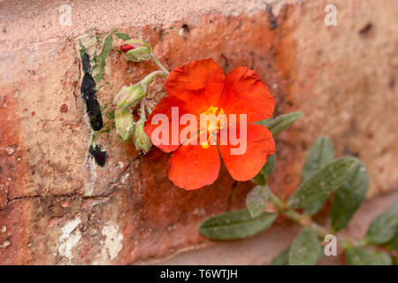 Helianthemum - Red Dragon, Rock Rose Red Dragon, Sun Rose Blume im Garten Stockfoto