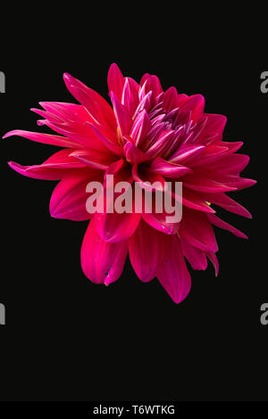 Ansicht Von Nur Dalia Blume In Farbe Version Auf Schwarz Hintergrund Stockfoto