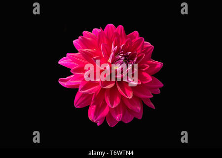 Ansicht Von Nur Dalia Blume In Farbe Version Auf Schwarz Hintergrund Stockfoto