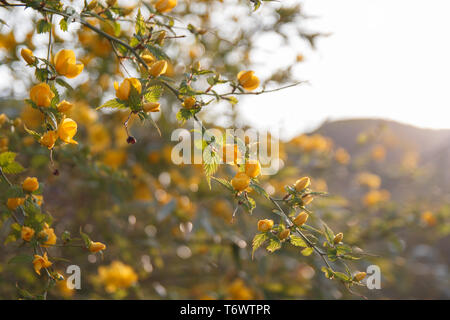 Yeloow Blumen der Kerria japonica oder Winter Jasmin in der Morgensonne. (Japanische Kerria) Stockfoto