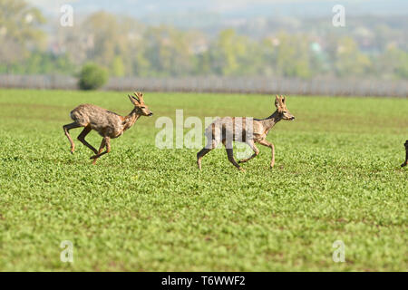 Herde von Rehen durch einen Bauernhof Feld im Frühling Stockfoto
