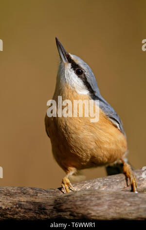 Eurasischen Kleiber, Sitta europaea Stockfoto