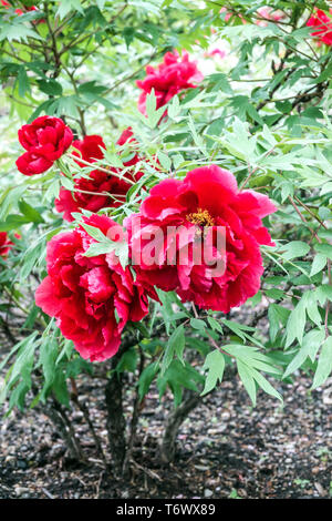 Rote BaumPfingstrose, rote Pfingstrosen unter Bäumen, Paeonia suffruticosa 'Hoki', Strauchpflanze in einem Mai-Garten Stockfoto