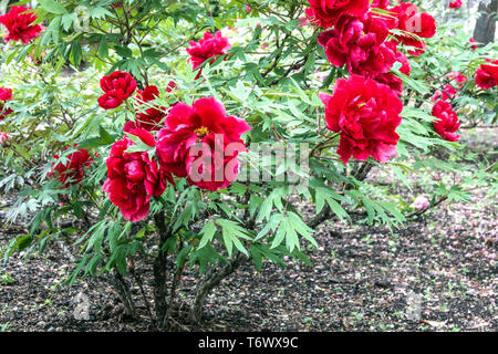 Rote Baumpfingstrose, rote Pfingstrose Paeonia suffruticosa unter Bäumen, "HOKI", Strauch Pflanze im Garten Stockfoto