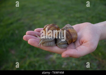 Zwei Schnecken auf dem Palm eines Mädchens. Stockfoto