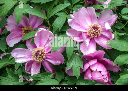 Japanische Baumpäonie, Paeonia suffruticosa Bayiu, Lila Pfingstrosen, Blüten Garten Stockfoto