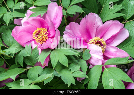 Japanische Baumpfingstrose, Paeonia suffruticosa Bayiu, Purple Pfingstrosen Garten Stockfoto