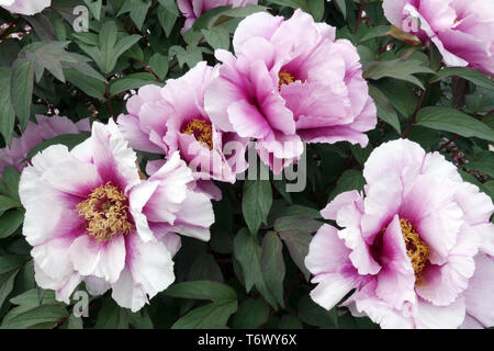 Baum Pfingstrosen, Pfingstrosen, Paeonia x suffruticosa Monsieur Antoine Riviére, Strauchpflanze in einem Garten Pfingstrosen Stockfoto