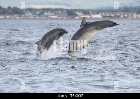 Zwei große Tümmler (Tursiops truncatus) springen/in den Moray Firth, Chanonry Point, Black Isle, Schottland, Großbritannien, Europa gegen Stockfoto