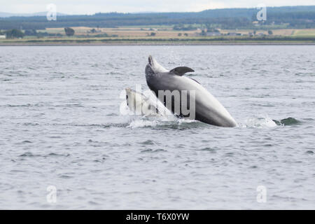 Zwei große Tümmler (Tursiops truncatus) springen/in den Moray Firth, Chanonry Point, Black Isle, Schottland, Großbritannien, Europa gegen Stockfoto