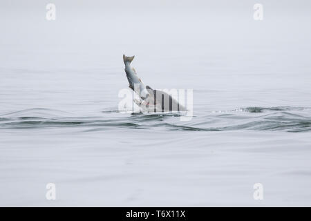 Großer Tümmler (Tursiops truncatus) Essen ein Lachs in den Moray Firth, Chanonry Point, Schottland, Großbritannien Stockfoto