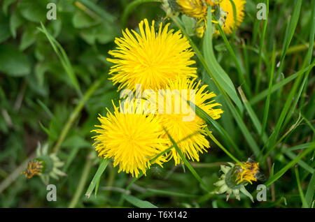 Drei gelb blühenden Löwenzahn auf der Wiese, von oben fotografiert. Stockfoto