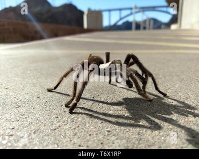 Vogelspinne in natürlichen Lebensraum, theraphosidae am Hoover-Staudamm Nevada Stockfoto