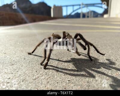 Vogelspinne in natürlichen Lebensraum, theraphosidae am Hoover-Staudamm Nevada Stockfoto