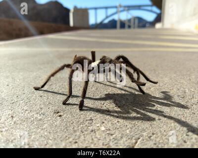 Vogelspinne in natürlichen Lebensraum, theraphosidae am Hoover-Staudamm Nevada Stockfoto