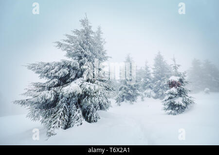 Winterwald Stockfoto