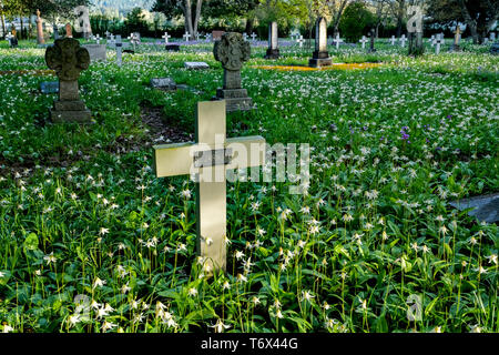White fawn Lily, Wildblumen, blühen im Frühling, Hl. Maria, der Jungfrau, Anglikanische Kirche, Metchosin, British Columbia, Kanada Stockfoto
