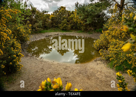 Alte Wasserloch im Waldland Clearing Stockfoto