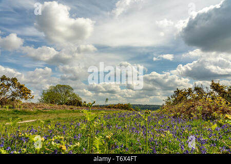 Stechginster und Blue Bells Futter ein Heide, Anschluss Stockfoto