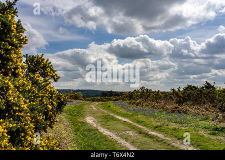 Stechginster und Blue Bells Futter ein Heide, Anschluss Stockfoto