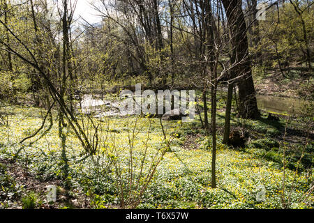 Die North Woods sind in der nordwestlichen Ecke des Central Park, NYC, USA Stockfoto