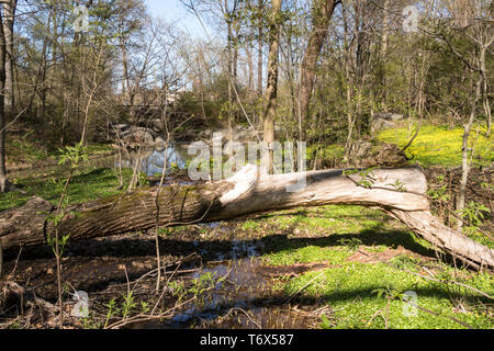 Die North Woods sind in der nordwestlichen Ecke des Central Park, NYC, USA Stockfoto