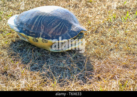 Eine große Gemalte Schildkröte in Orlando, Florida Stockfoto