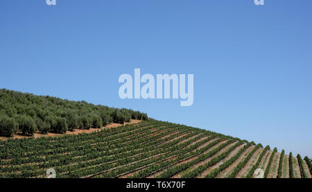 Weinberg zu Tokara Wine Estate, Kapstadt, Südafrika, an einem klaren Tag genommen. Die Reben werden in den Zeilen am Hang gepflanzt. Stockfoto