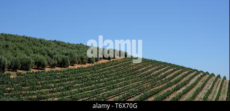 Weinberg zu Tokara Wine Estate, Kapstadt, Südafrika, an einem klaren Tag genommen. Die Reben werden in den Zeilen am Hang gepflanzt. Stockfoto