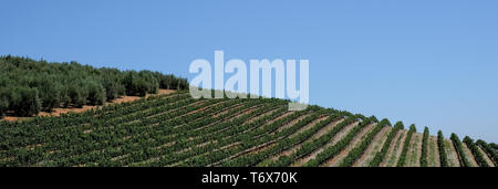 Weinberg zu Tokara Wine Estate, Kapstadt, Südafrika, an einem klaren Tag genommen. Die Reben werden in den Zeilen am Hang gepflanzt. Stockfoto