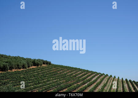 Weinberg zu Tokara Wine Estate, Kapstadt, Südafrika, an einem klaren Tag genommen. Die Reben werden in den Zeilen am Hang gepflanzt. Stockfoto