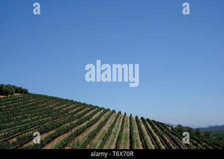 Weinberg zu Tokara Wine Estate, Kapstadt, Südafrika, an einem klaren Tag genommen. Die Reben werden in den Zeilen am Hang gepflanzt. Stockfoto