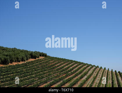 Weinberg zu Tokara Wine Estate, Kapstadt, Südafrika, an einem klaren Tag genommen. Die Reben werden in den Zeilen am Hang gepflanzt. Stockfoto