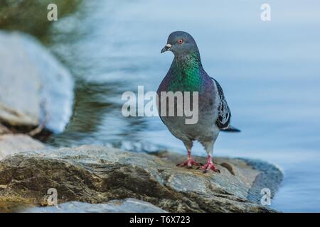 Close up Portrait von graue Taube mit irisierende Grün und Violett Farben auf Hals und rosa Läufe stehen auf einem Stein am Rande des blauen Wasser. Stockfoto