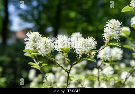 Berlin, Deutschland. 30 Apr, 2019. Blumen auf einer großen Feder Bush. Foto: Jens Kalaene/dpa-Zentralbild/dpa/Alamy leben Nachrichten Stockfoto