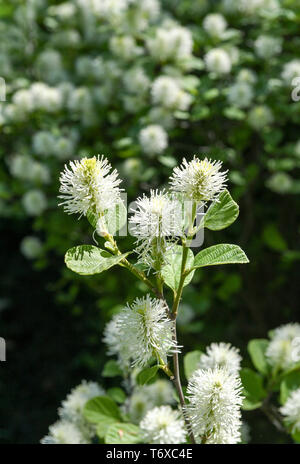 Berlin, Deutschland. 30 Apr, 2019. Blumen auf einer großen Feder Bush. Foto: Jens Kalaene/dpa-Zentralbild/dpa/Alamy leben Nachrichten Stockfoto