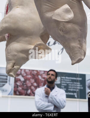 03.Mai 2019 Hessen, Frankfurt/Main: Diese Schweine sind aus Kunststoff und sind auf der IFFA verwendet die Funktion eines Zerlegungsbetrieb zu simulieren. Die Messe ist die führende internationale Fachmesse für die Fleischwirtschaft betrachtet und sich ausschließlich an Fachbesucher aus der Fleisch verarbeitenden Industrie. Foto: Boris Roessler/dpa Stockfoto