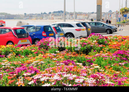 Weymouth. 3. Mai 2019. Der enetti' Pflanzen Blume in der Sonne am Strand von Weymouth. Credit: stuart Hartmut Ost/Alamy leben Nachrichten Stockfoto