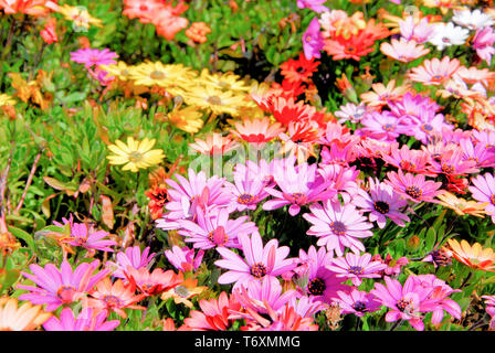 Weymouth. 3. Mai 2019. Der enetti' Pflanzen Blume in der Sonne am Strand von Weymouth. Credit: stuart Hartmut Ost/Alamy leben Nachrichten Stockfoto