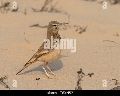 Mehr Wiedehopf - lerche (Alaemon alaudipes), Boa Vista, Kap Verde Stockfoto