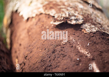 Nahaufnahme der geschädigten Rinde und Holz durch Borkenkäfer verursacht - Scolytinae Stockfoto