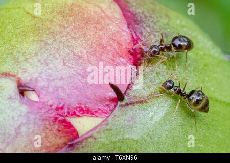 Pfingstrose Knospe mit Ameisen - grün Pfingstrosen Knospe mit Magenta Farbe - Päonien mit Insekten, Ameisen, close-up in der Nähe von Ant auf einer Blume Stockfoto