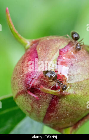 Pfingstrose Knospe mit Ameisen - grün Pfingstrosen Knospe mit Magenta Farbe - Päonien mit Insekten, Ameisen, close-up in der Nähe von Ant auf einer Blume Stockfoto