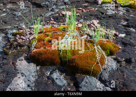 Close up Details von farbenfrohen Orange und Grün Moos und jungen, grünen Frühling Gras wachsen auf einem dunklen, nassen Felsen Stockfoto