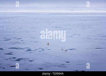 Eisbär (Ursus maritimus) Mutter und zwei Jungen am Meereis in der Arktis, fotografiert während der Reise zum Nordpol. Stockfoto
