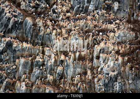 Alken, Dreizehenmöwen und trottellummen Verschachtelung auf basaltsäulen am Rubini Rock, Hooker Island, Franz Josef Land, russische Arktis. Stockfoto