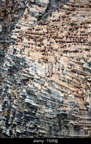 Alken, Dreizehenmöwen und trottellummen Verschachtelung auf basaltsäulen am Rubini Rock, Hooker Island, Franz Josef Land, russische Arktis. Stockfoto