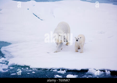 Eisbär (Ursus maritimus) Mutter und Jungtier auf Meereis in der Arktis, fotografiert während der Reise zum Nordpol. Stockfoto
