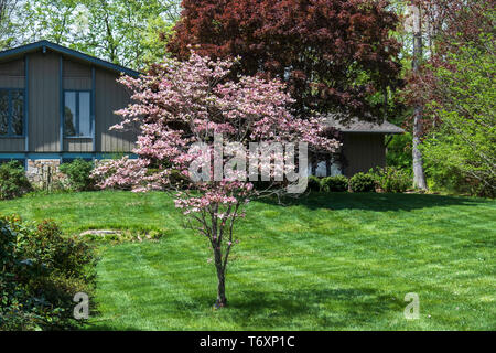 Rosa blühende Hartriegel, Cornus Florida, in einem Vorort, blühen in Tennessee, USA. Stockfoto