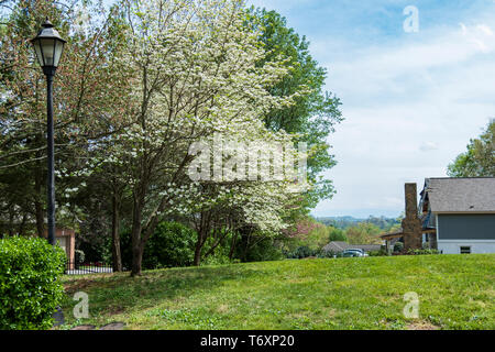 Weiß blühende Hartriegel, Cornus Florida, blühen in Tennessee, USA in einem Vorort. Stockfoto